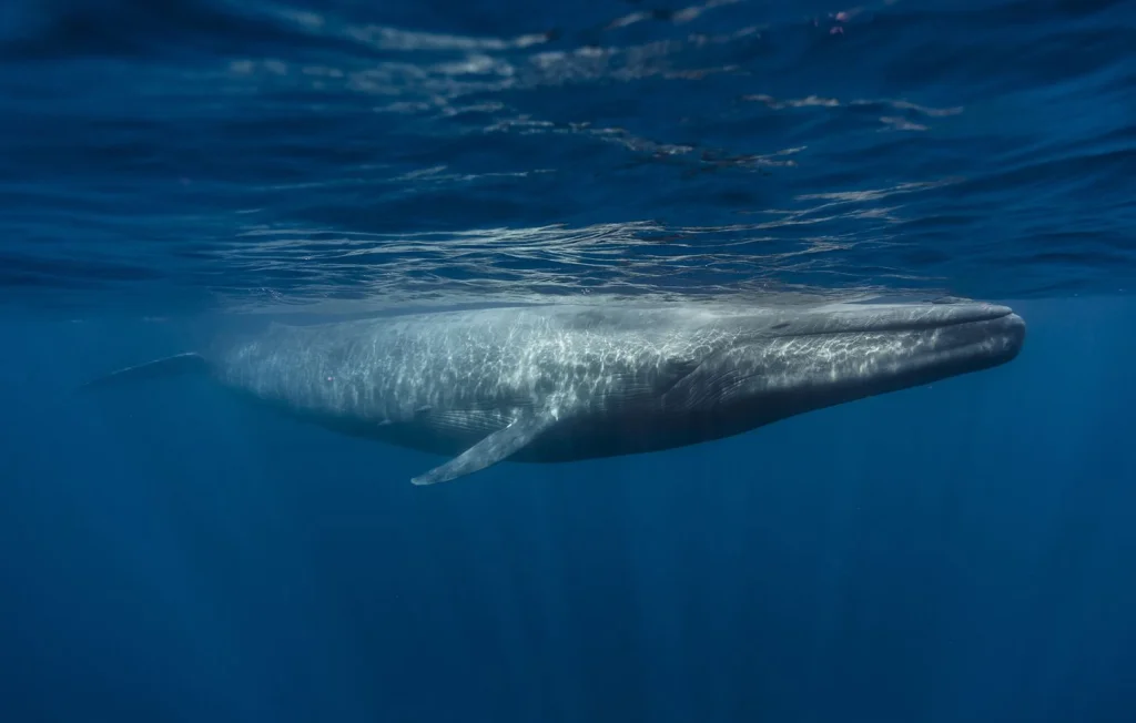 Baleine échouée à Calais : un état de décomposition inquiétant