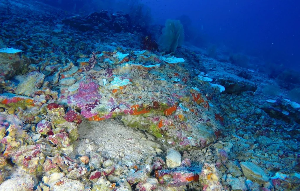 Blanchissement des coraux : l'urgence face au réchauffement climatique