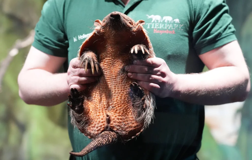 Braconniers en Guyane : réseau de vente d'animaux protégés démantelé