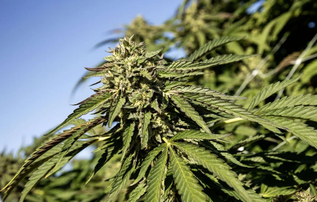 Braquage rocambolesque : 9 tonnes de cannabis saisies près de Lyon