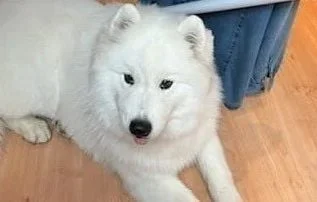 Chienne écrasée à l'aéroport de Calvi : une pétition en ligne