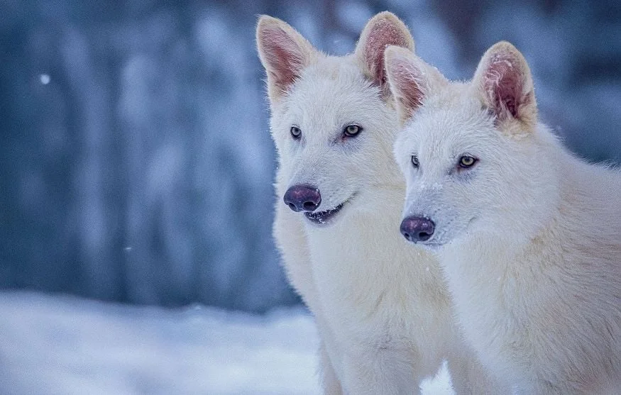 Colossal Biosciences : les loups géants ressuscités de 10 000 ans
