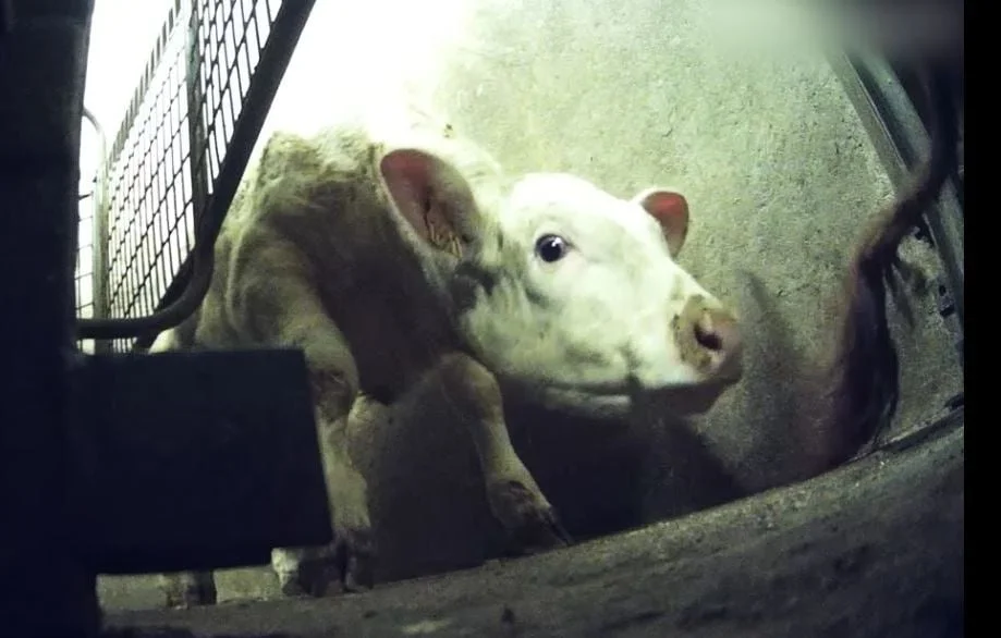 Conditions de Maltraitance Animale dans un Abattoir de la Loire