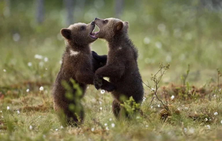 Consanguinité des ours : un problème grandissant dans les Pyrénées
