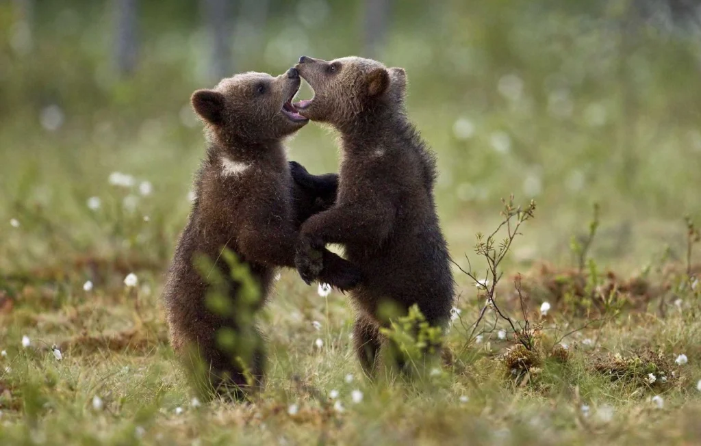 Consanguinité des ours : un problème grandissant dans les Pyrénées