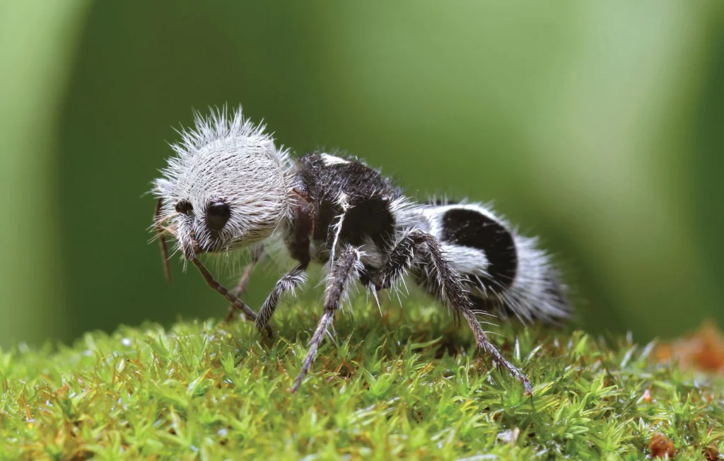 Découvrez la fascinante fourmi-panda, insecte étonnant du Chili