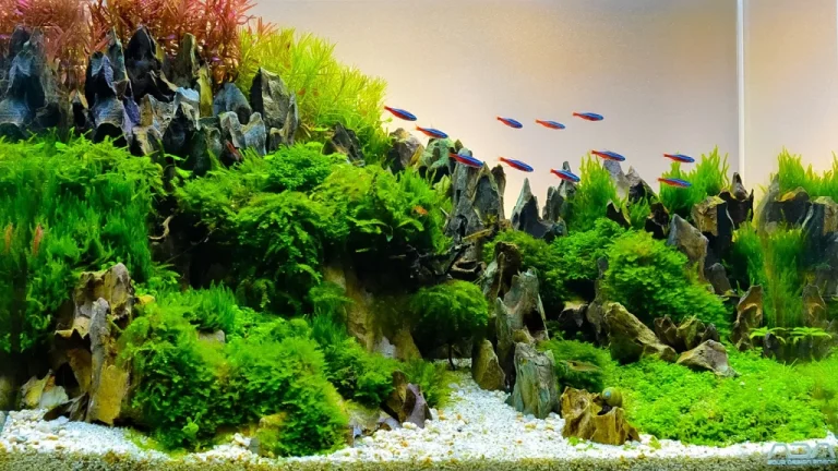Des Mousses Marimo Hébergent des Espèces Invasives
