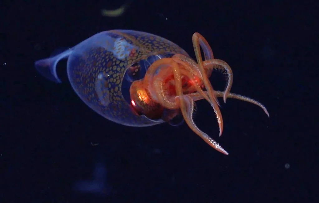 Des images inédites d'un calamar colossal filmé dans l'océan