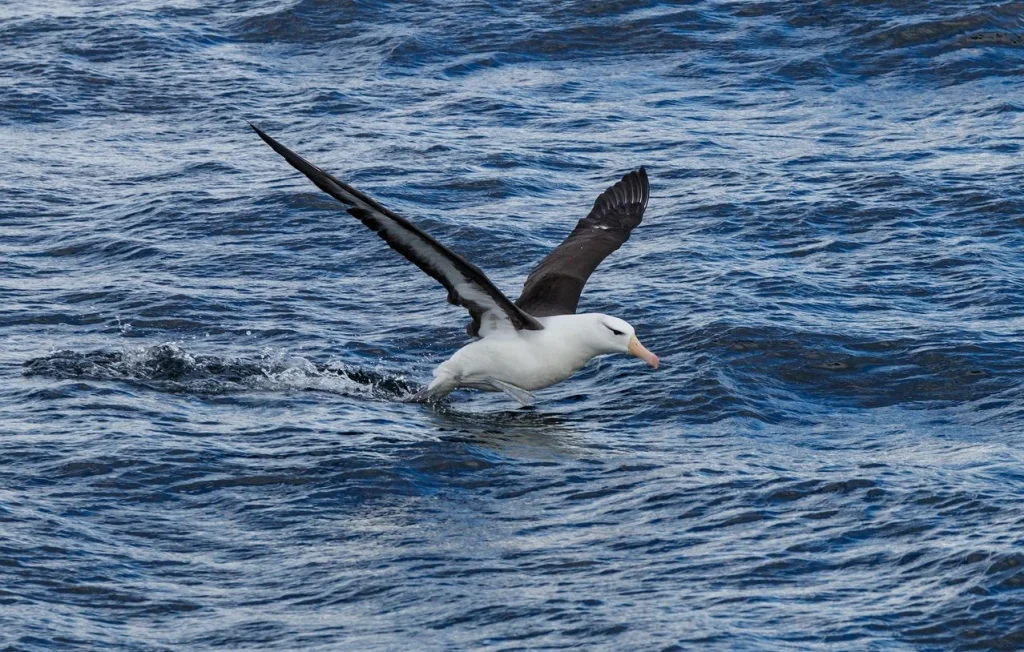 Éradication des souris pour sauver les albatros d'Afrique du Sud