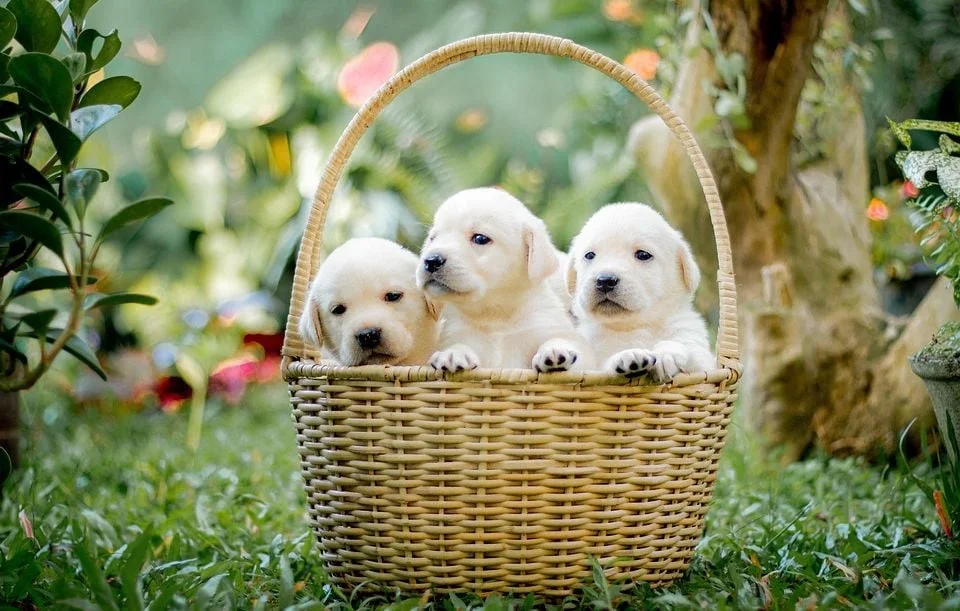 Espagne : Un chasseur accusé de maltraitance envers des chiots