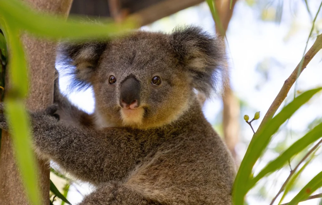 Euthanasie de koalas en Australie : la décision controversée