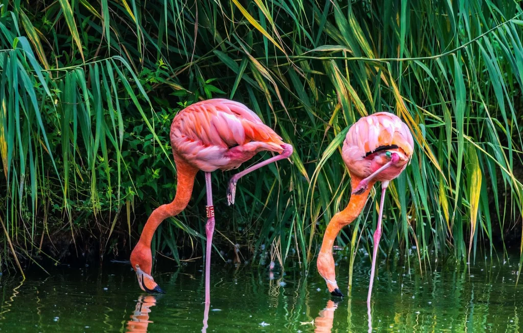 Flamants roses détruits : La production condamnée à 50.000 euros