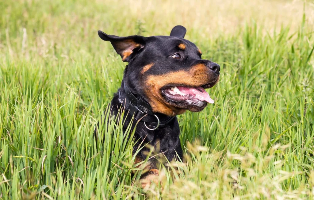 Gironde : Un voisin tue une chienne de 17 balles en prétendant se défendre