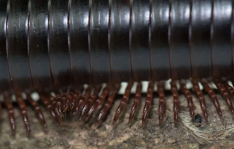 Invasion de mille-pattes à Wellington, un cauchemar pour les habitants