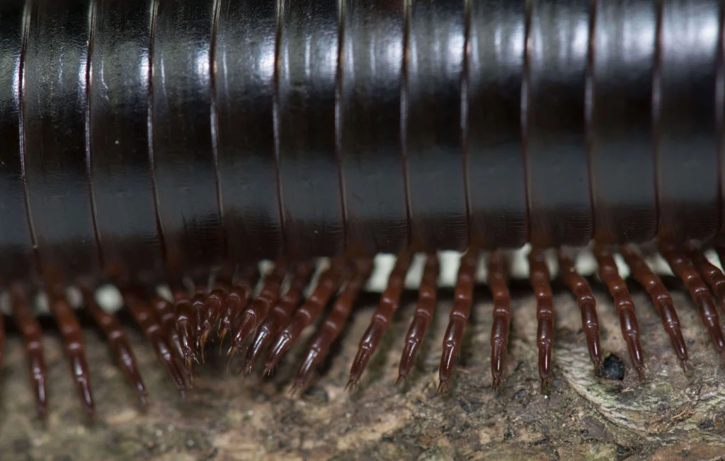 Invasion de mille-pattes à Wellington, un cauchemar pour les habitants