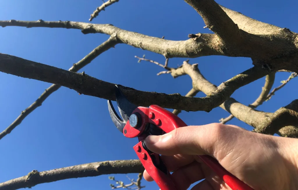 Jardinage : Faut-il tailler arbres et arbustes au printemps ?