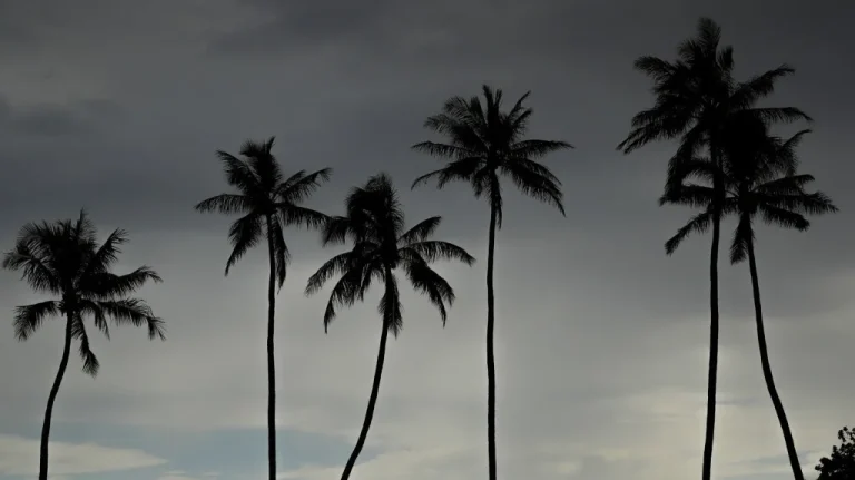 Le Premier Victime du Tueur de Honolulu Révélé