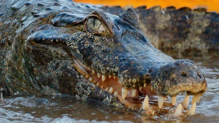 Les rivières les plus dangereuses au monde