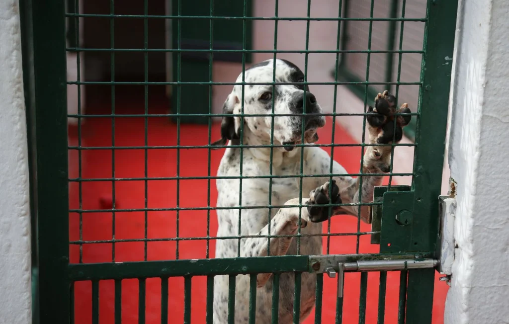 Maltraitance animale : Le calvaire d'un chien en Essonne révélé