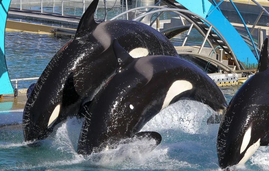 Marineland : Les orques restent en France après refus espagnol