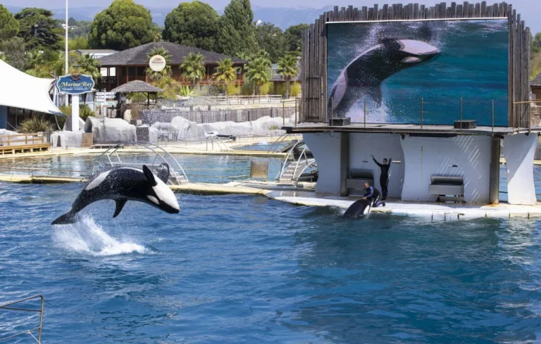 Marineland : Les orques vivaient en bonnes conditions selon l&rsquo;expertise