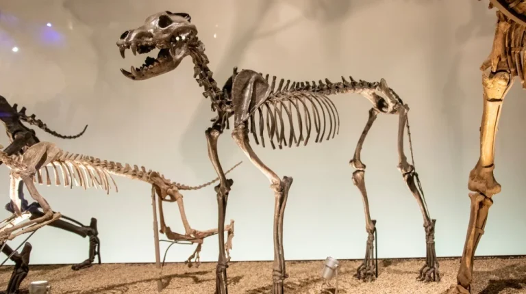 Pourquoi le loup dire a-t-il disparu ? Théories fascinantes