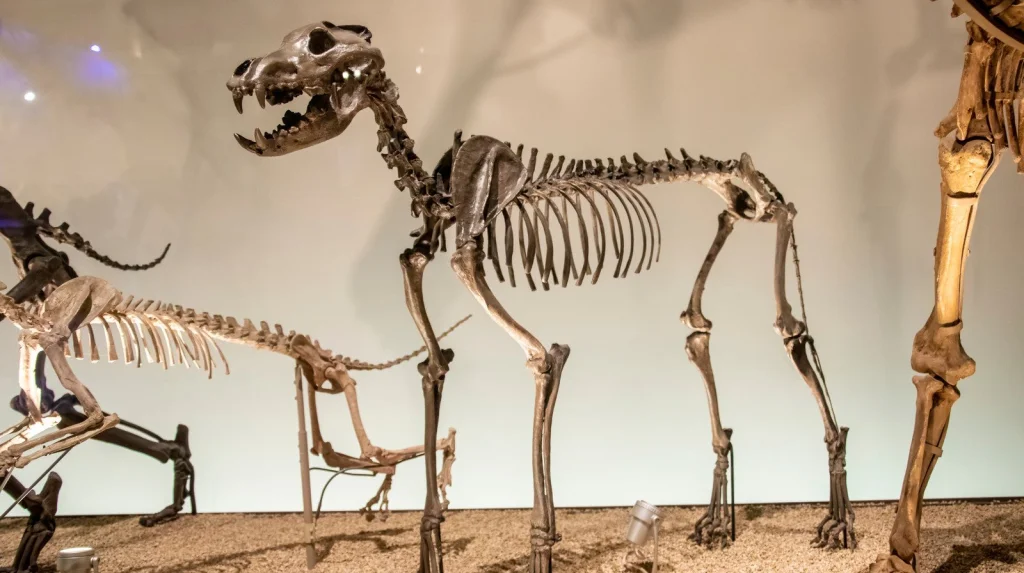 Pourquoi le loup dire a-t-il disparu ? Théories fascinantes