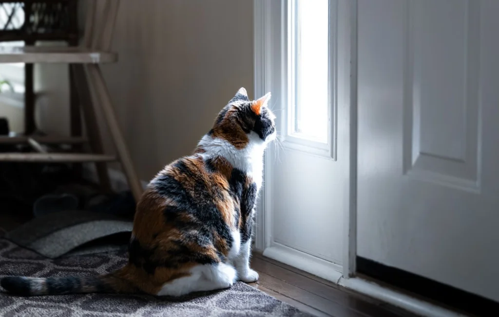 Pourquoi les chats détestent-ils les portes fermées ?