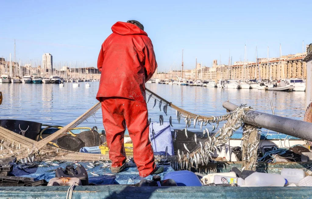 Sardines en boîte : Menace du réchauffement climatique en Bretagne