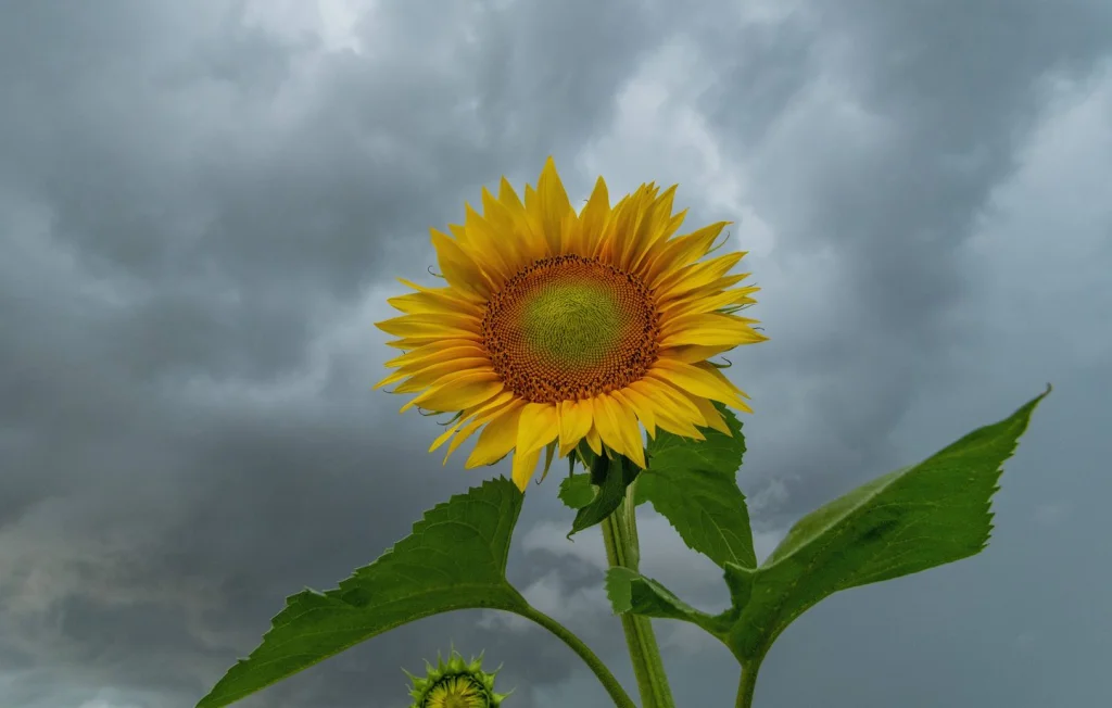 Tempête Olivier : Alertes orageuses pour le Sud-Ouest de la France