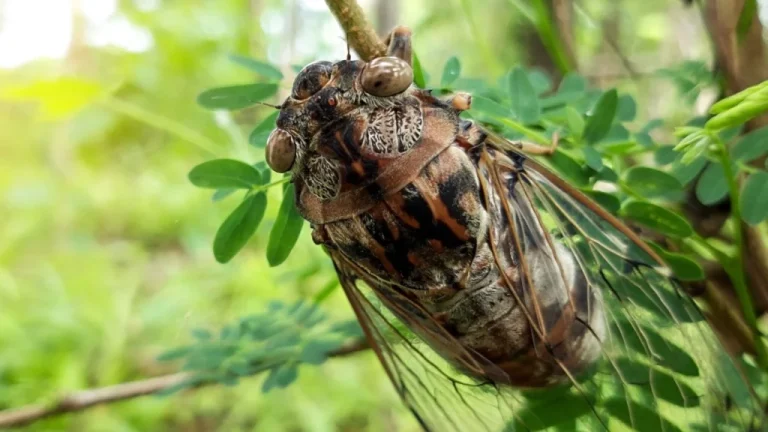 Tout savoir sur les invasions de cigales en Amérique