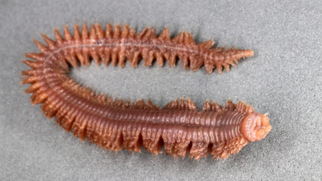 Tout savoir sur les vers marins mordants