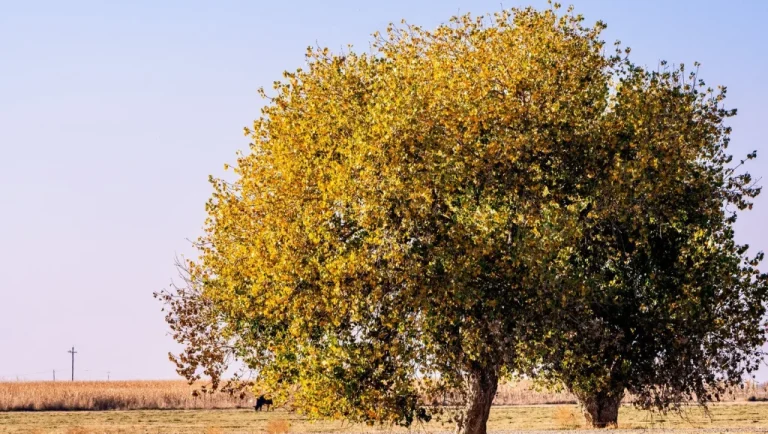 Un arbre qui a failli relancer la guerre de Corée