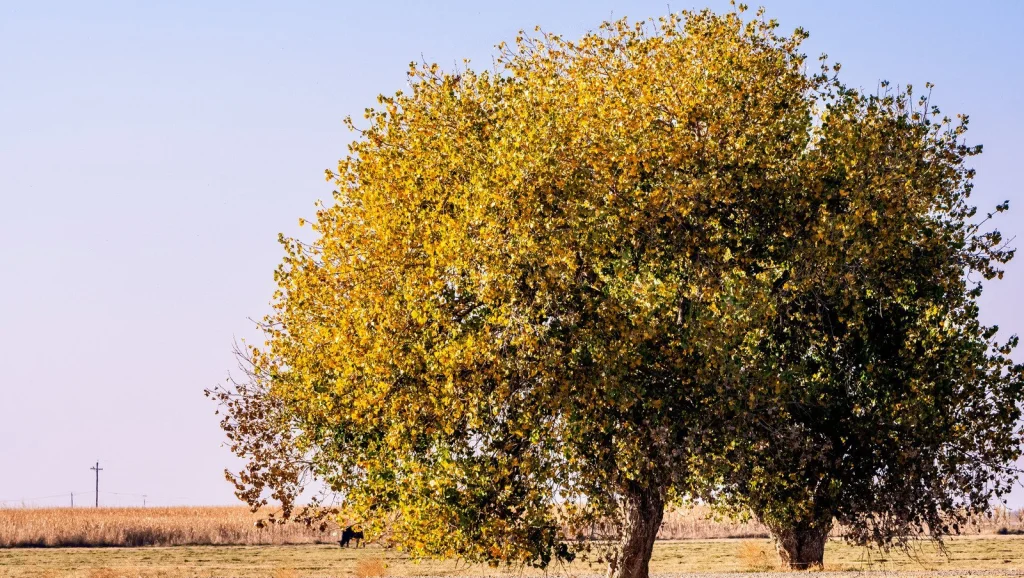 Un arbre qui a failli relancer la guerre de Corée