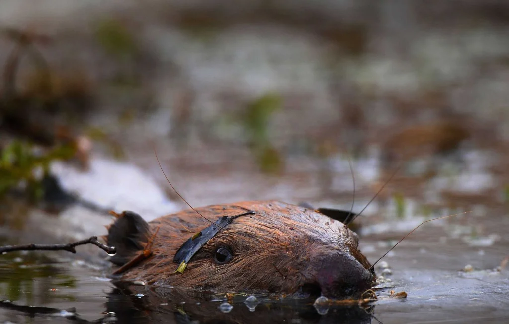 Un castor cause une panne d'électricité pour 700 foyers en France