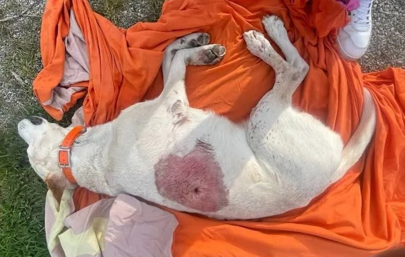 Un chien abattu sous les yeux d'une fillette dans les Alpes-Maritimes