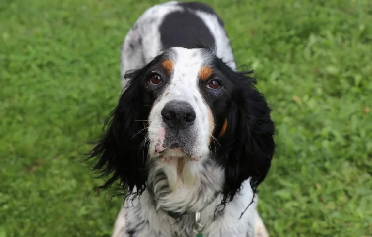 Un homme pend le chien de son frère par vengeance en Italie