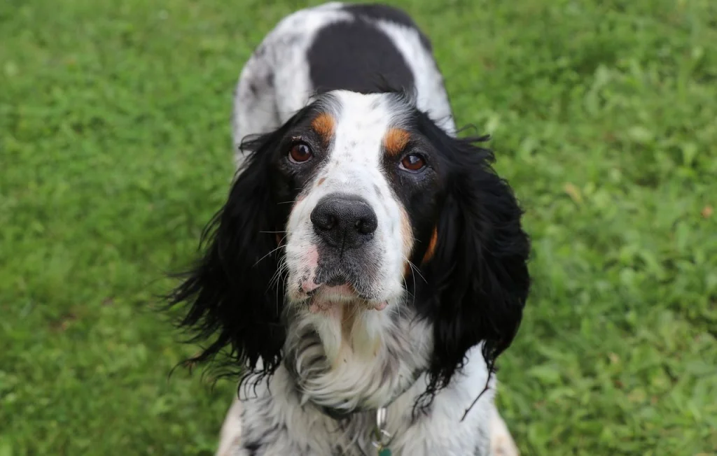 Un homme pend le chien de son frère par vengeance en Italie