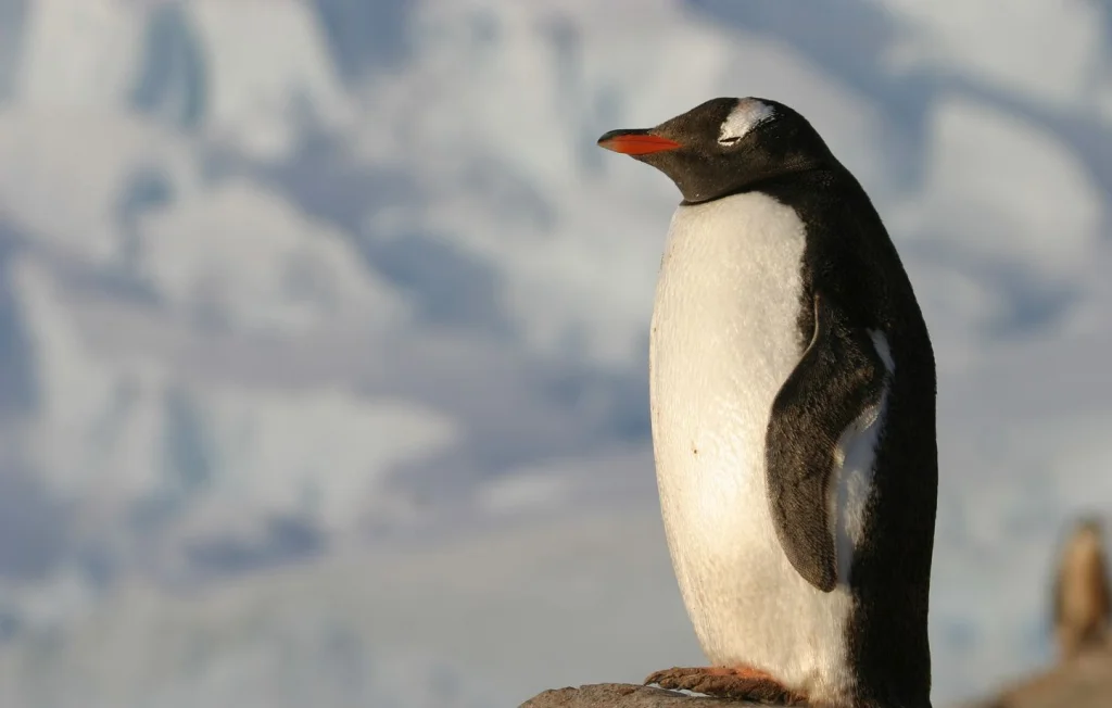 Un manchot provoque un crash d'hélicoptère en Afrique du Sud