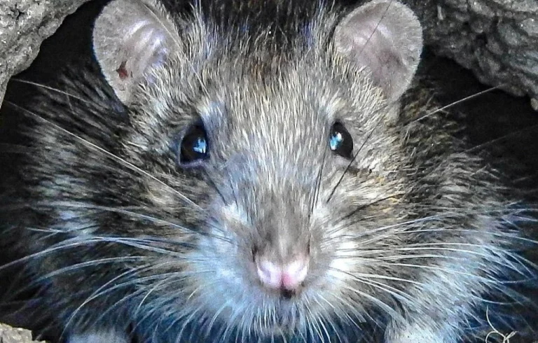 Un rat s&rsquo;introduit dans une chambre à Grenoble : panique chez les locataires