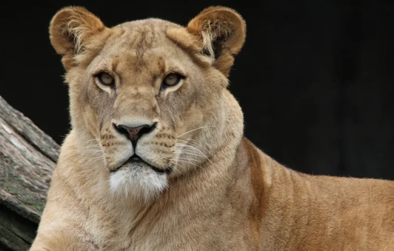 Une lionne intruse dans une cuisine indienne fait le buzz