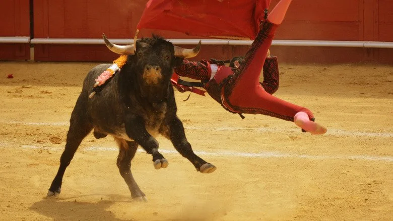 Bull flinging a matador aside