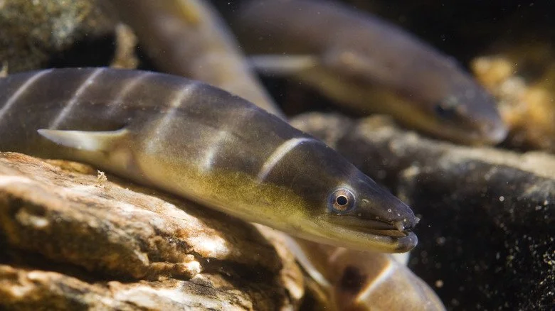 Des anguilles dans un récif corallien