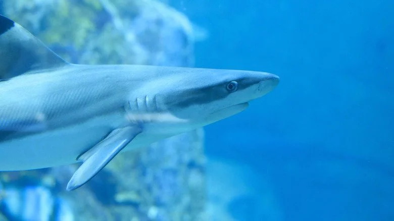 Petit requin dans un bocal avec de l'eau