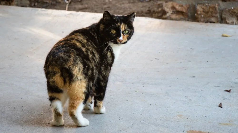 Chat regarde en arrière