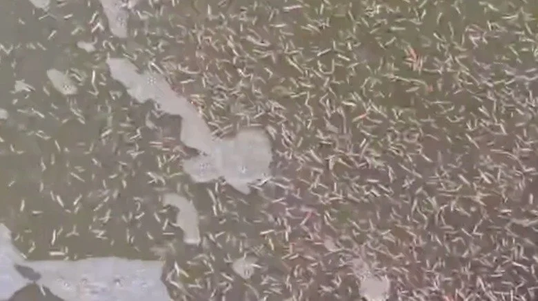 Vers marins mordants en groupe