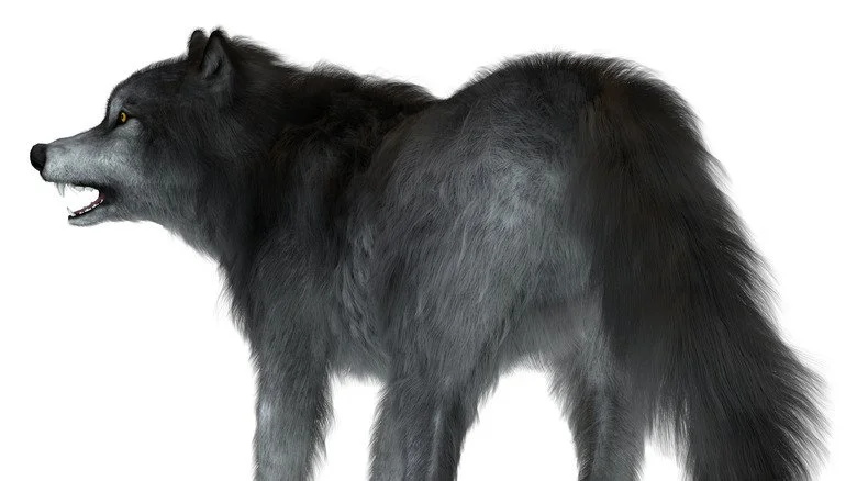 illustration of a dire wolf