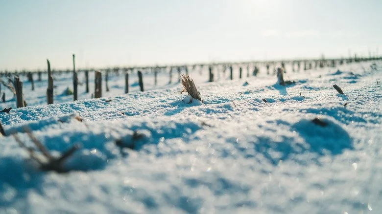 Tiges de culture dépassant d’une couverture de neige, gros plan