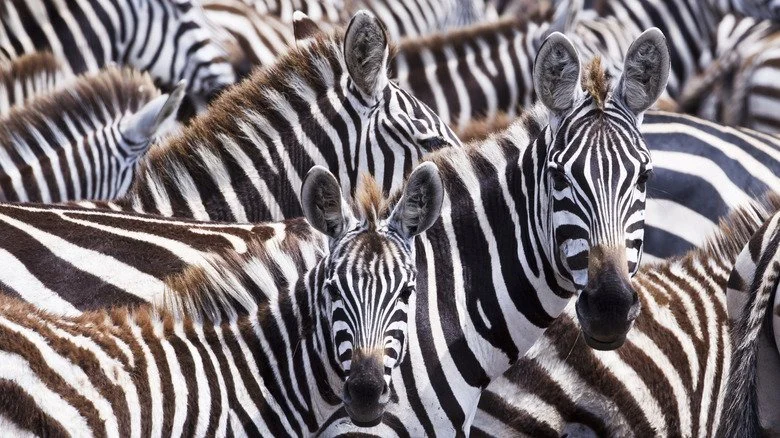 Groupe de zèbres réunis
