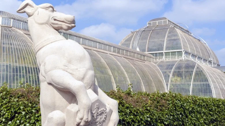 Bêtes de la Reine - Lévrier de Kew